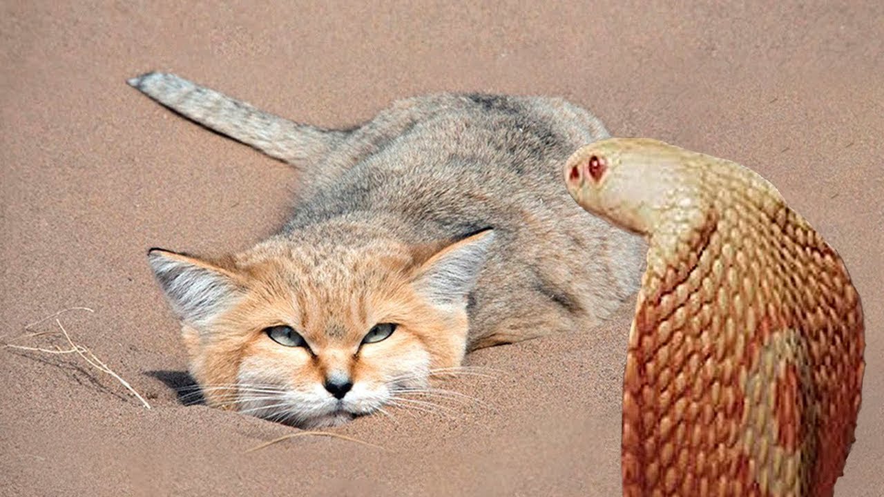 ヘビやサソリを襲う、世界最強の野生ネコ！スナネコの素顔とは？