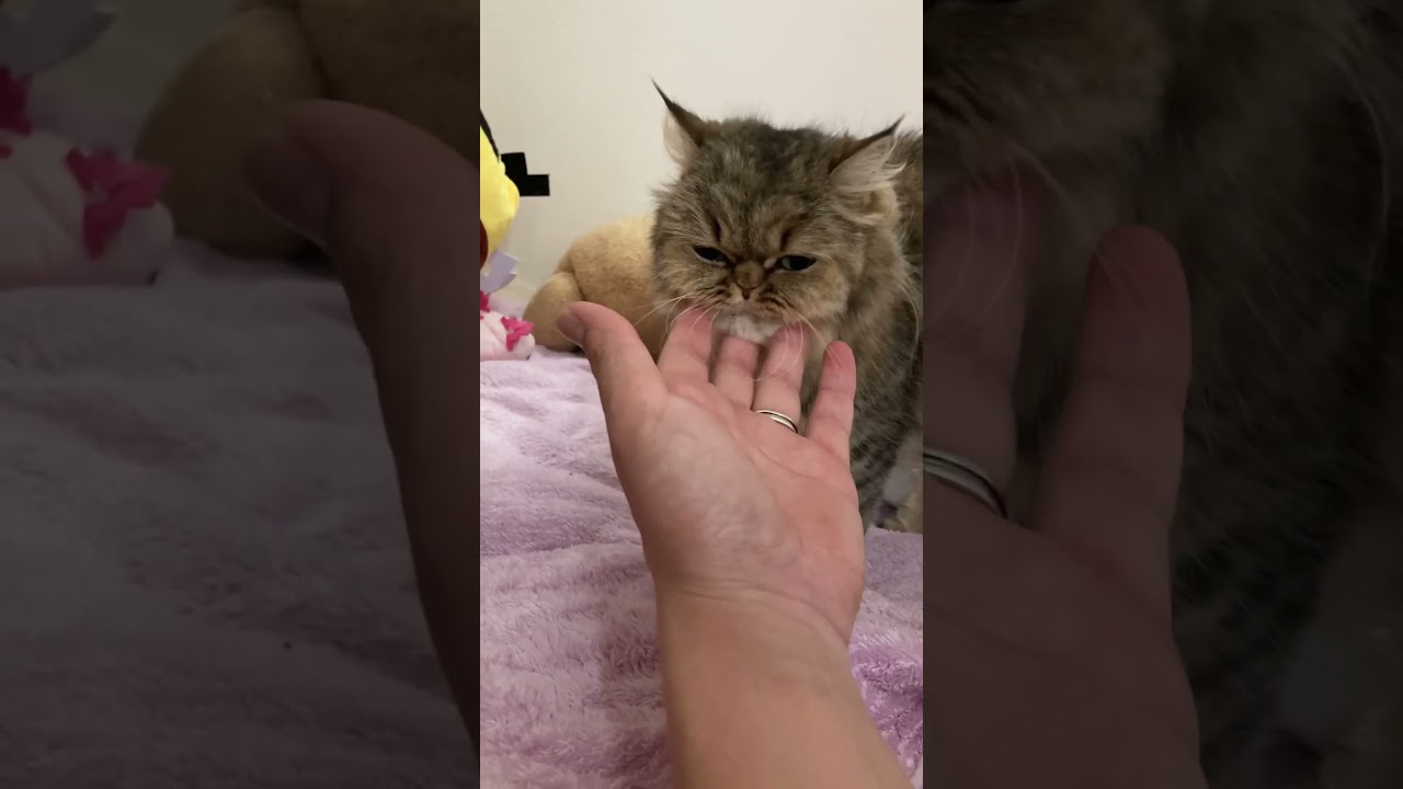 今日も寝込みに甘えて来る桃さんMomo who is spoiled in bed today