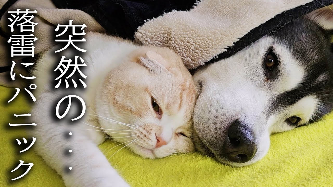 雷が落ちてパニックで子猫と犬達がこうなりました...