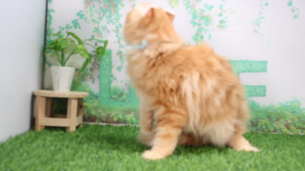 Coo&RIKU　No628742　アメリカンカール