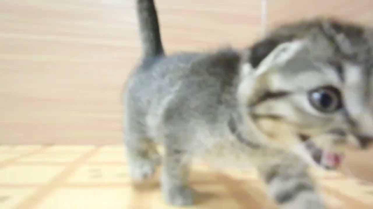 ペットショップcoo&riku No.00625023 スコティッシュフォールド