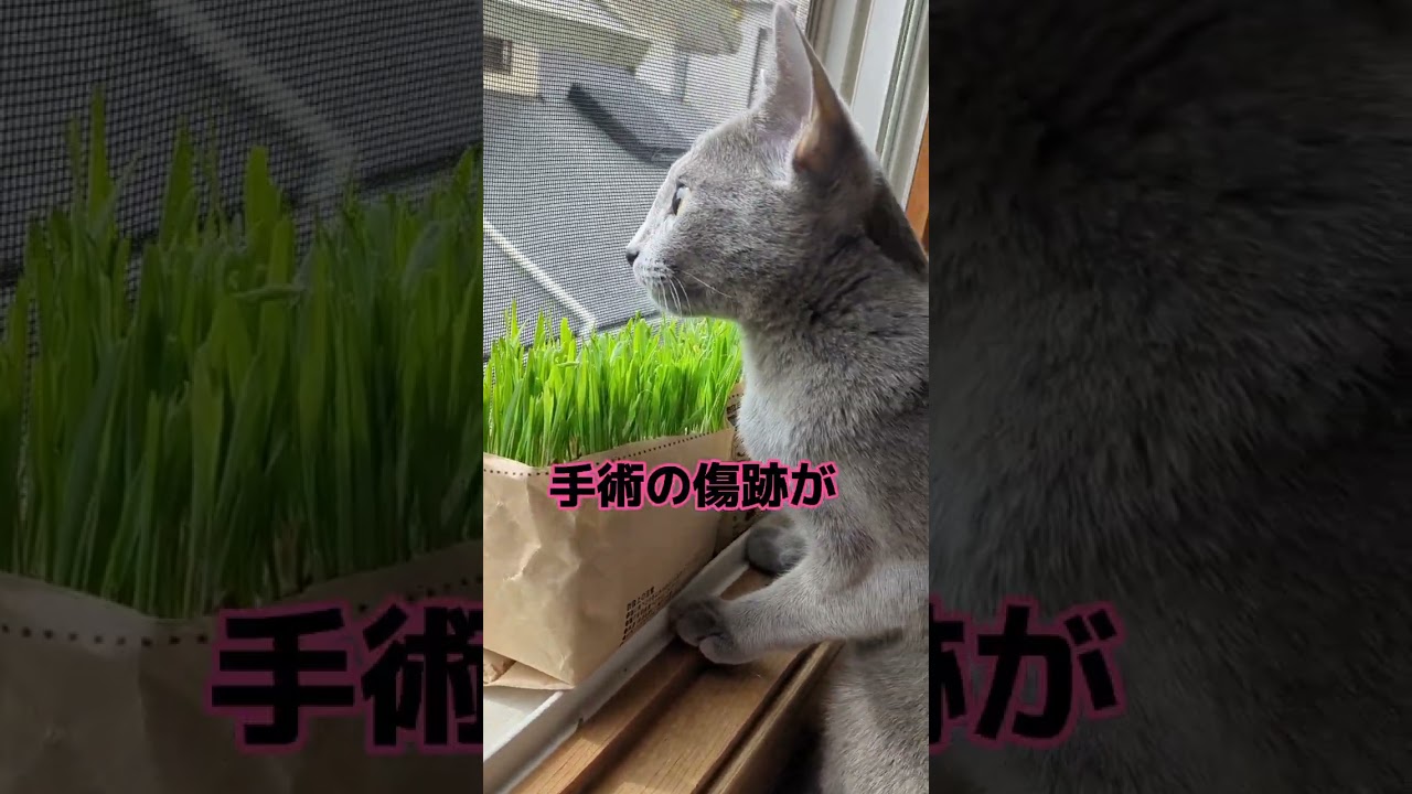 腫れが心配ニャの💦🐈‍⬛💗   #ロシアンブルー #russianblue  #子猫