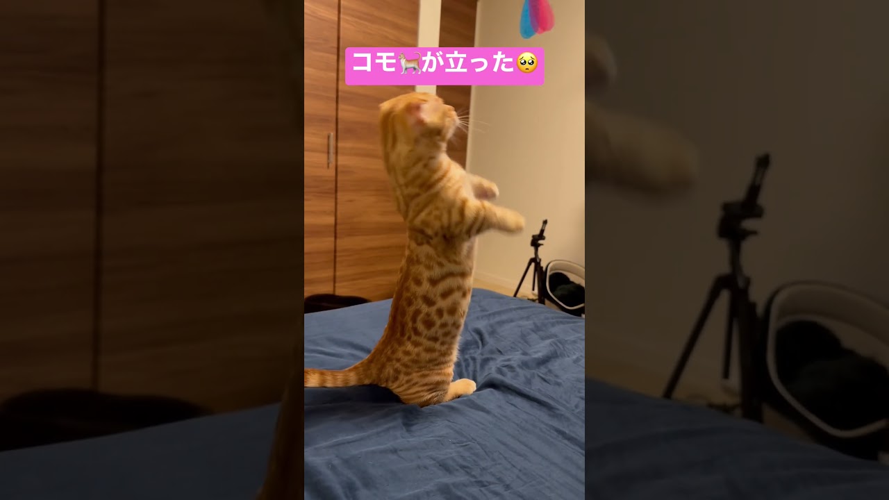 獲物は逃さないタイプです🐈 #キンカロー #猫 #cat #子猫 #猫のいる暮らし #catlover #고양이 #catvideos #catlovers #catvideo