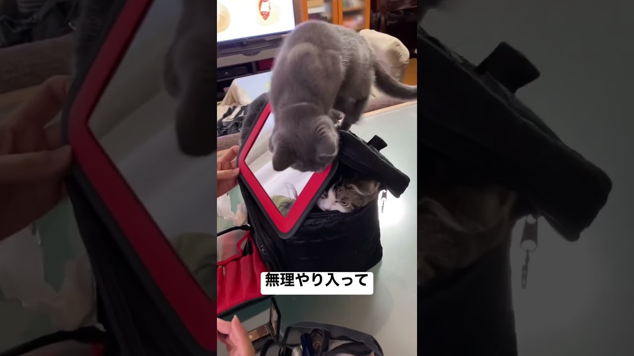 子猫動画 大きくなってもう入れニャい マンチカン猫のラピちゃんとブリティッシュショートヘアのあおくん #shorts #cat #kitten #子猫動画 #catlover #cutecat