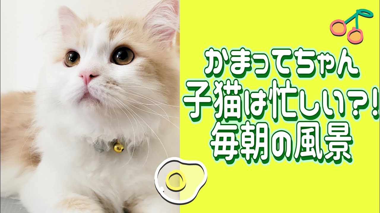 【子猫】子猫との朝は毎日がドタバタ！？かまってちゃん猫との日常#ラガマフィン #猫動画 #子猫 #cat