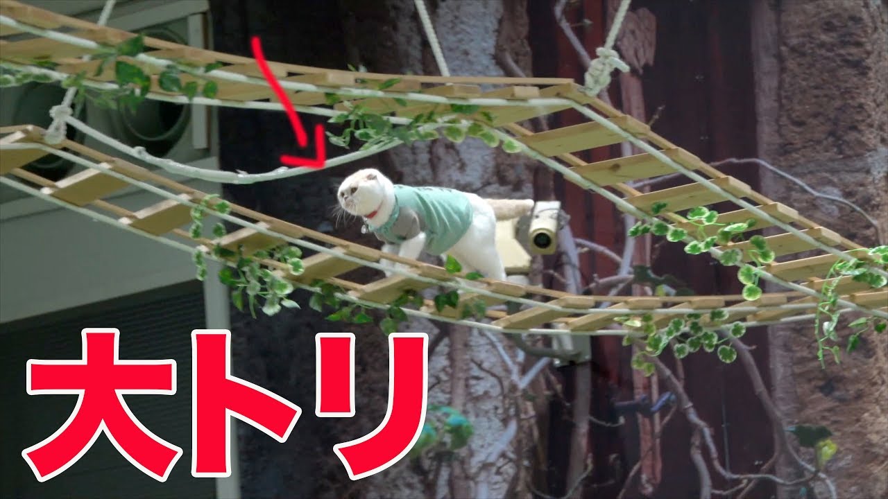 ベンガルはすごいけど、大トリはウチなのニャ!@那須どうぶつ王国 【ザ・キャッツ】ベンガル&スコティッシュフォールド