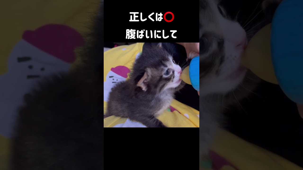 【子猫】間違ったミルクの飲ませ方、正しい飲ませ方#shorts