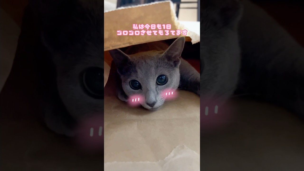 おやつはあちら🐈‍⬛　#Shorts #ロシアンブルー　#ねこ　#ねこ動画　#cat #猫　#Russianblue