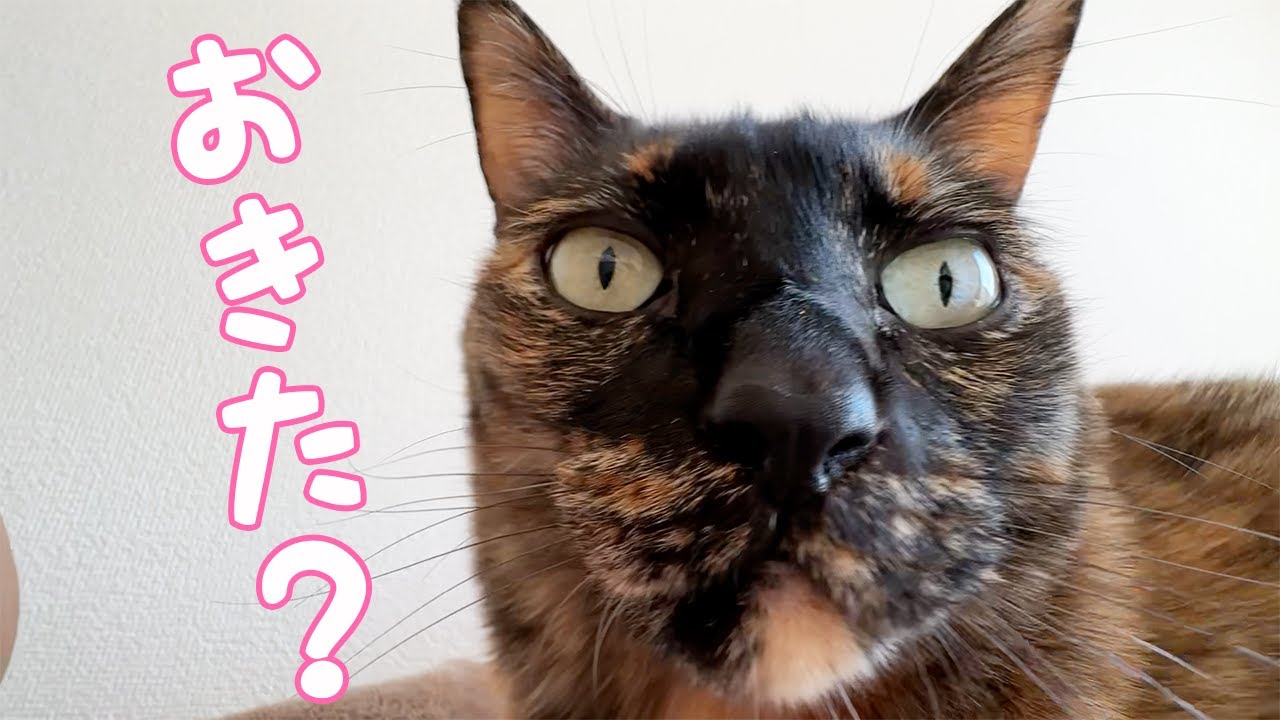 朝起きると目の前に猫がいる生活がこちら！