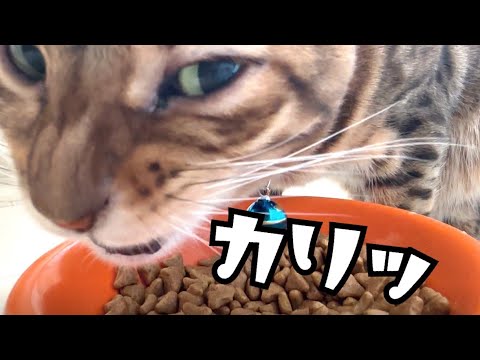猫のカリカリ音ASMR撮ってみた（嘘、パドックです）
