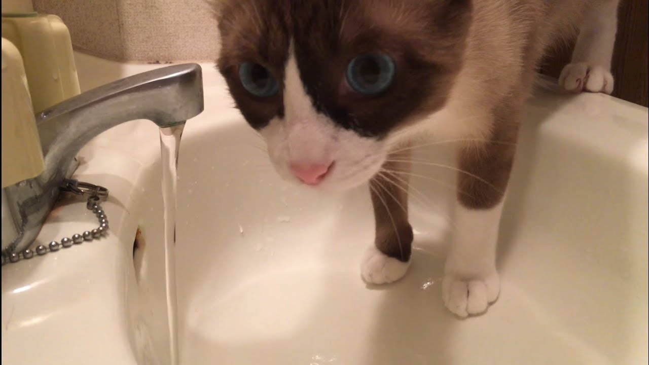 水を飲むスノーシュー  The snowshoe cat drinks water selfishly