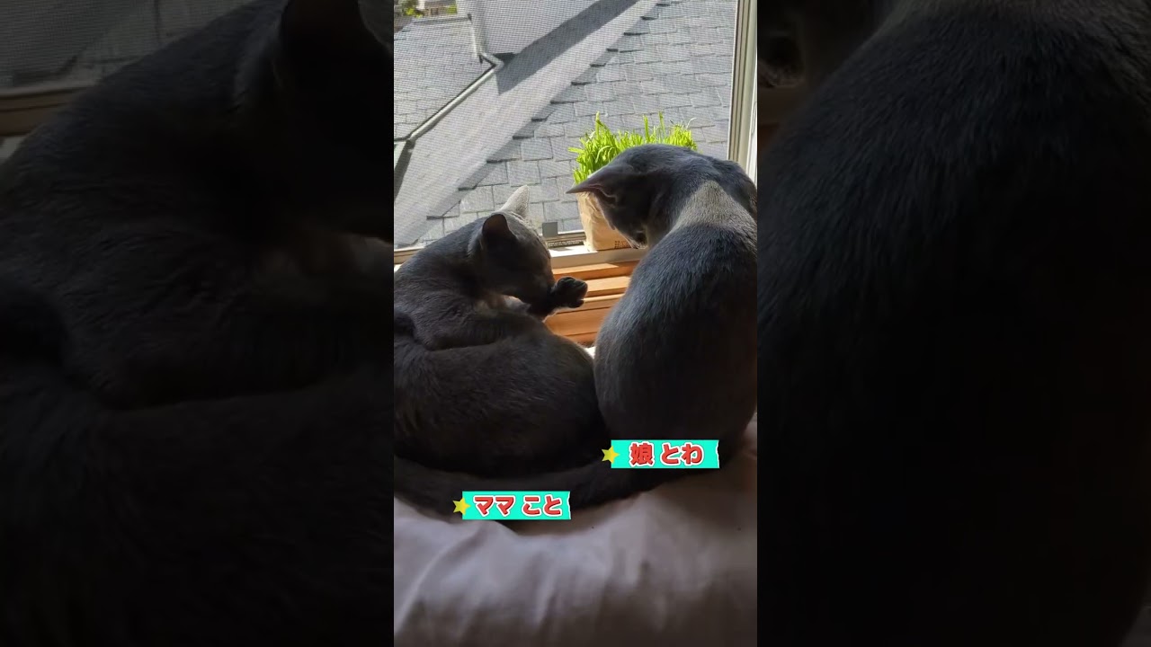 ついにこの日が来た🐈‍⬛💗🐈‍⬛  #ロシアンブルー #russianblue #子猫