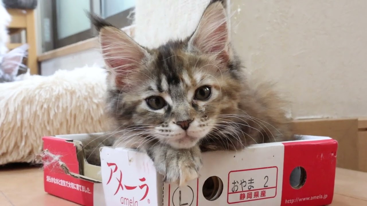 ワイルドな魅力のメインクーン子猫イドウナちゃん