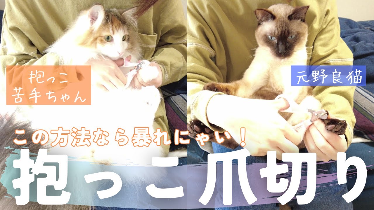 爪切り苦手な猫ちゃん集まれ！抱っこで爪切りが出来るようになる意外な方法とは？【保護猫/シャム猫/シャムミックス・ノルウェージャンフォレストキャット】