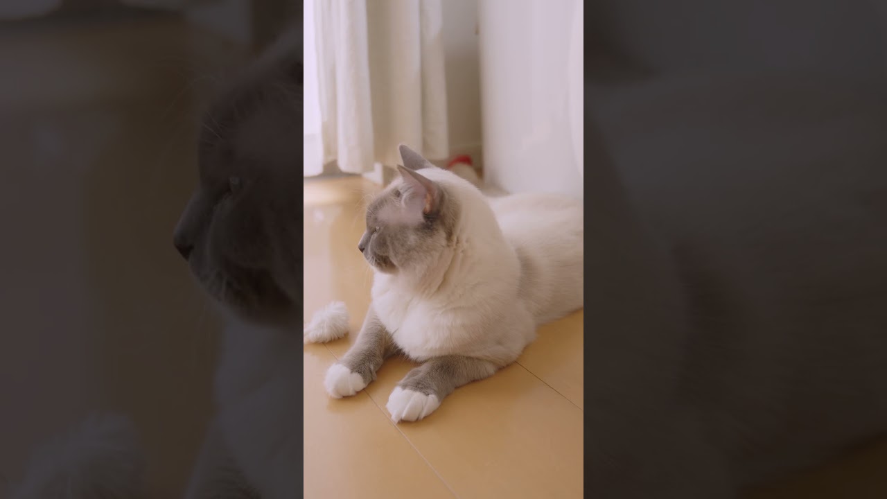 笑 #shorts #猫 #ラグドール #ragdollcat