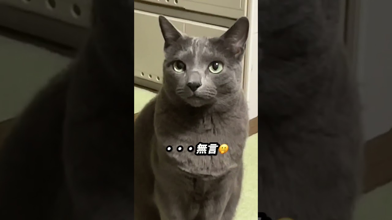 【ロシアンブルー】今朝のめろんはこんな感じ🫢【猫】#shorts