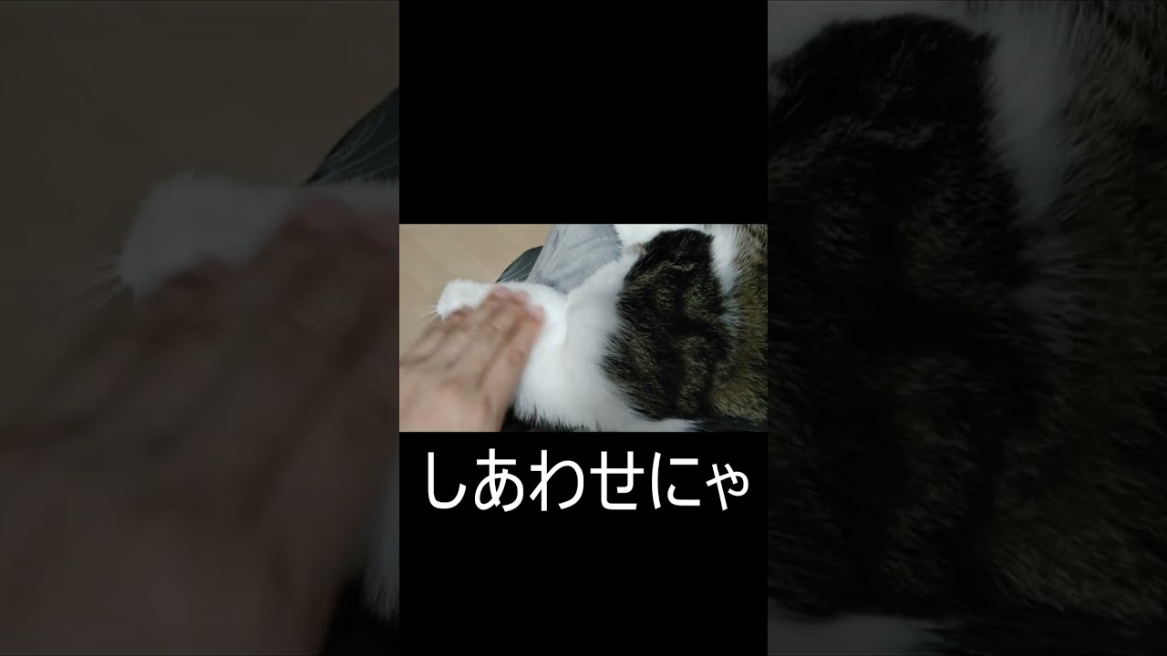 撫でてほしくて首裏を見せる猫 #shorts