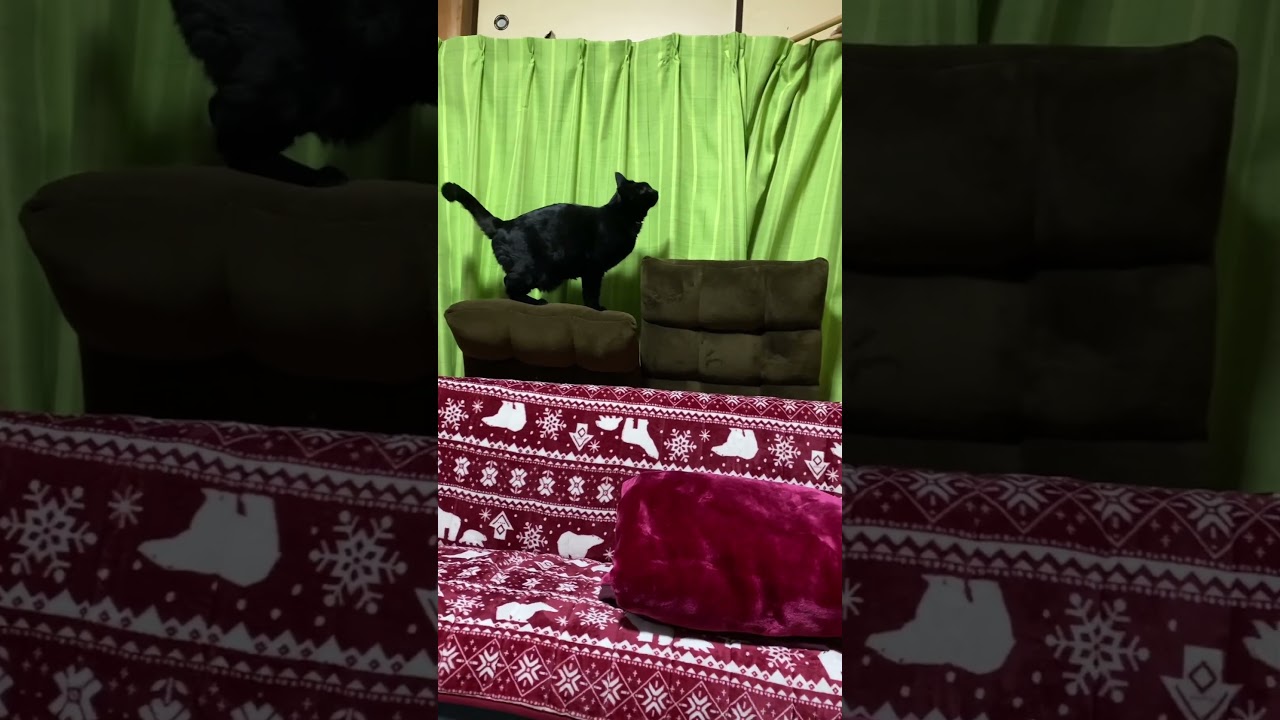 #Shorts　カーテン登りを果敢に挑戦する黒猫　№449