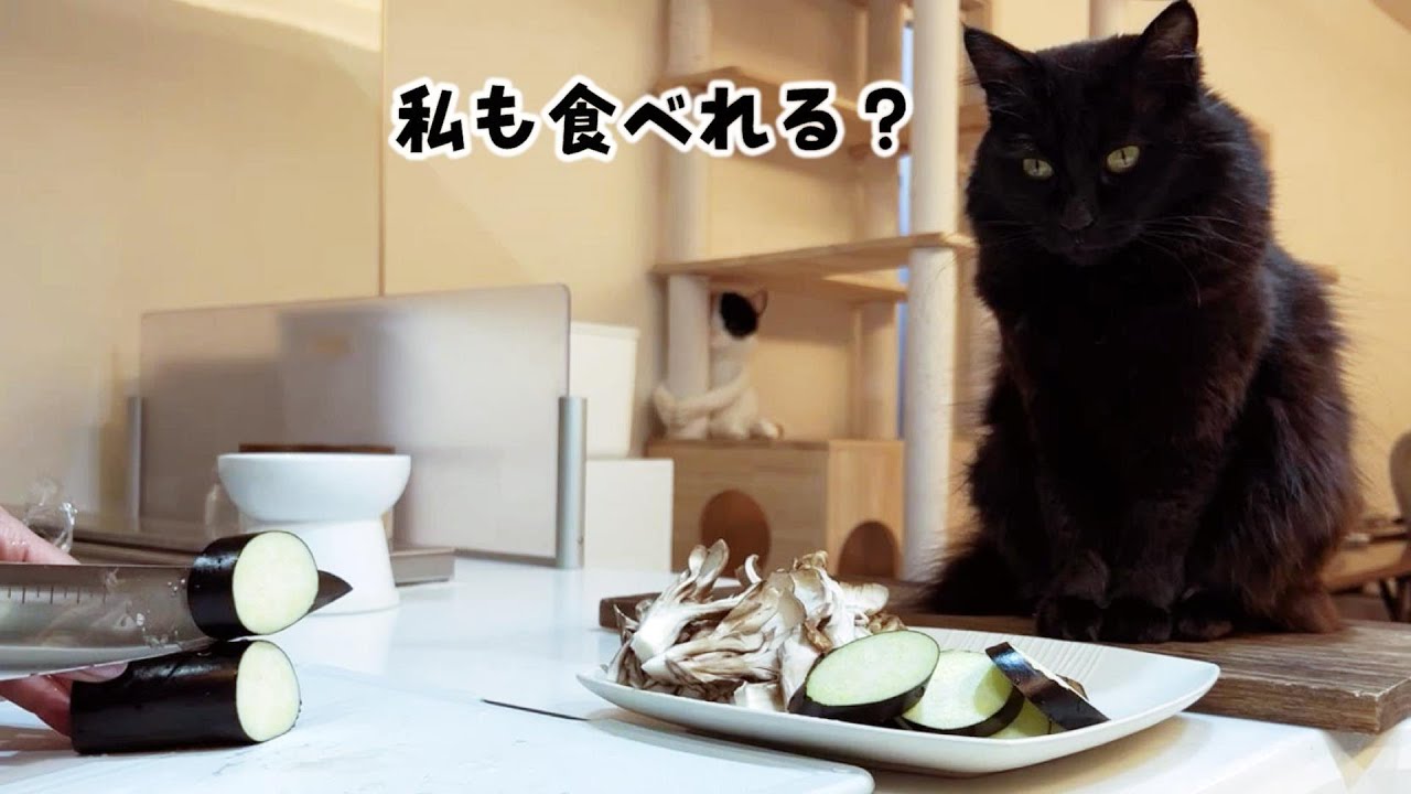 ママのそばにいたくて一時も離れない甘えんぼうの猫　708話