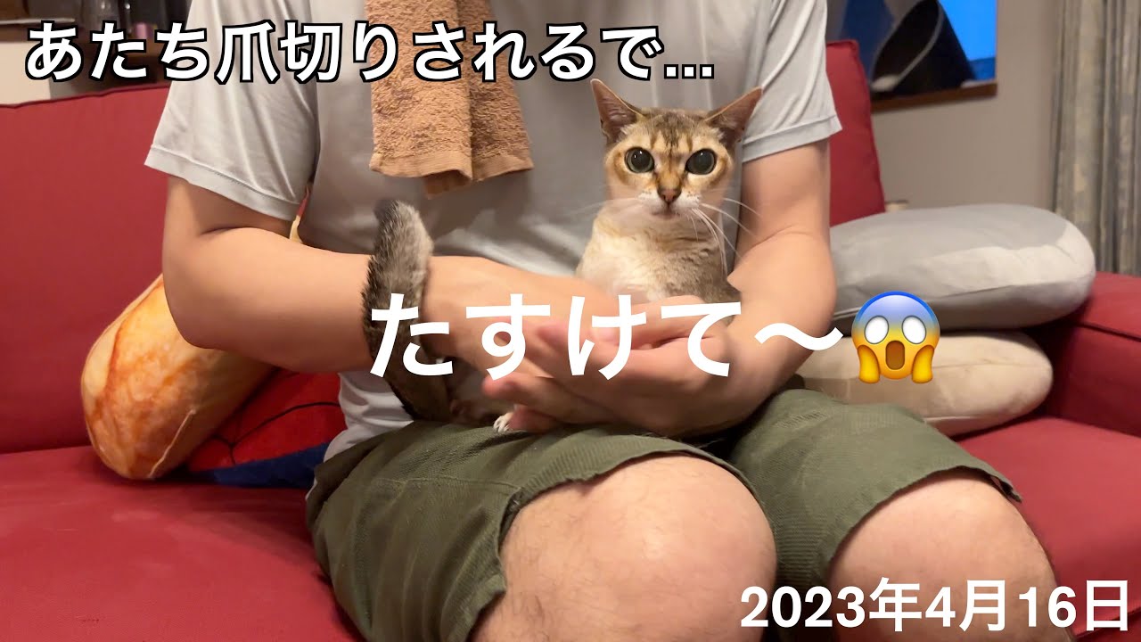 耳掃除がキライなんだよね⁉️シンガプーラ「もも」：2023.04.16  #シンガプーラ #耳掃除 #猫