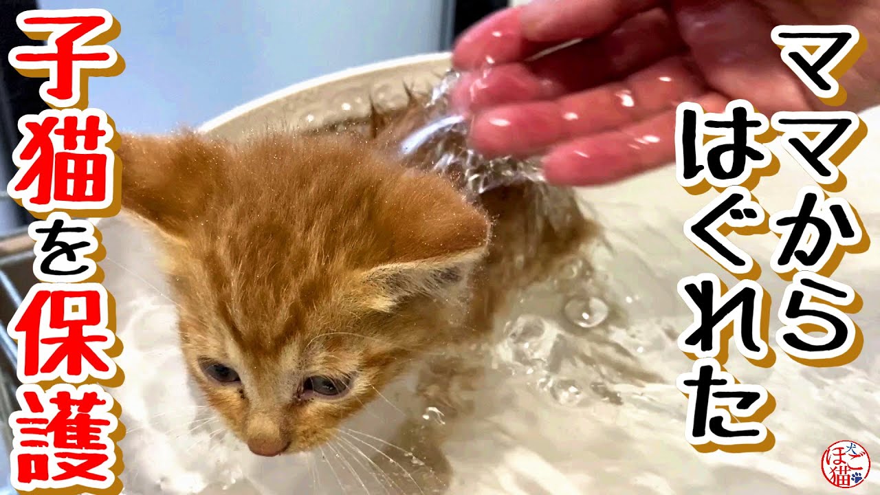 【子猫　子犬　保護犬　余剰犬】ママからはぐれた子猫を保護しました