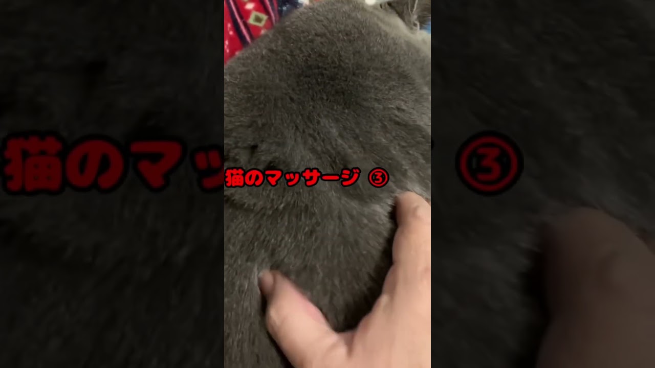 はぎも家大きい背中 #猫 #ブリティッシュショートヘア #short
