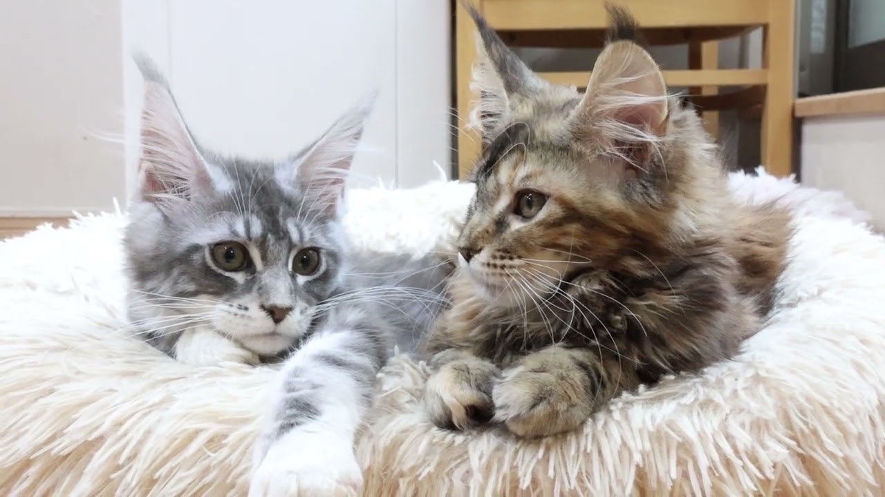 ブルーの素敵なメインクーン子猫マリアちゃん