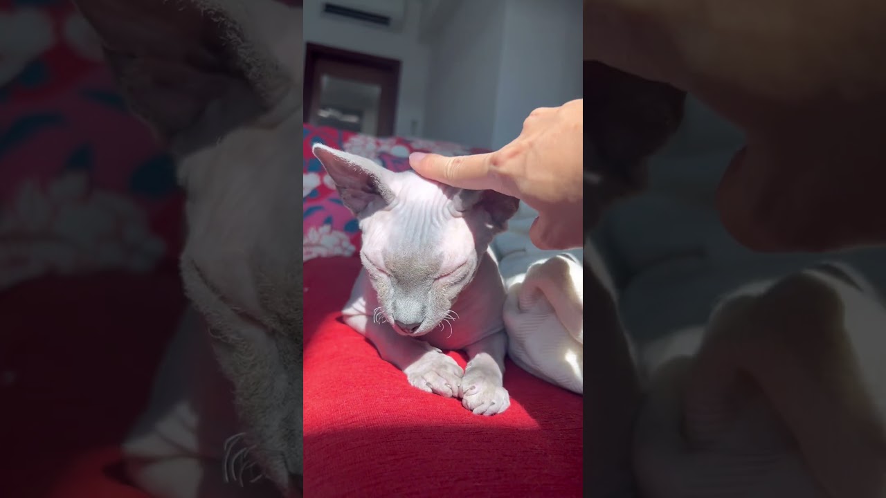 日光浴が大好きな毛のない猫【スフィンクス猫】