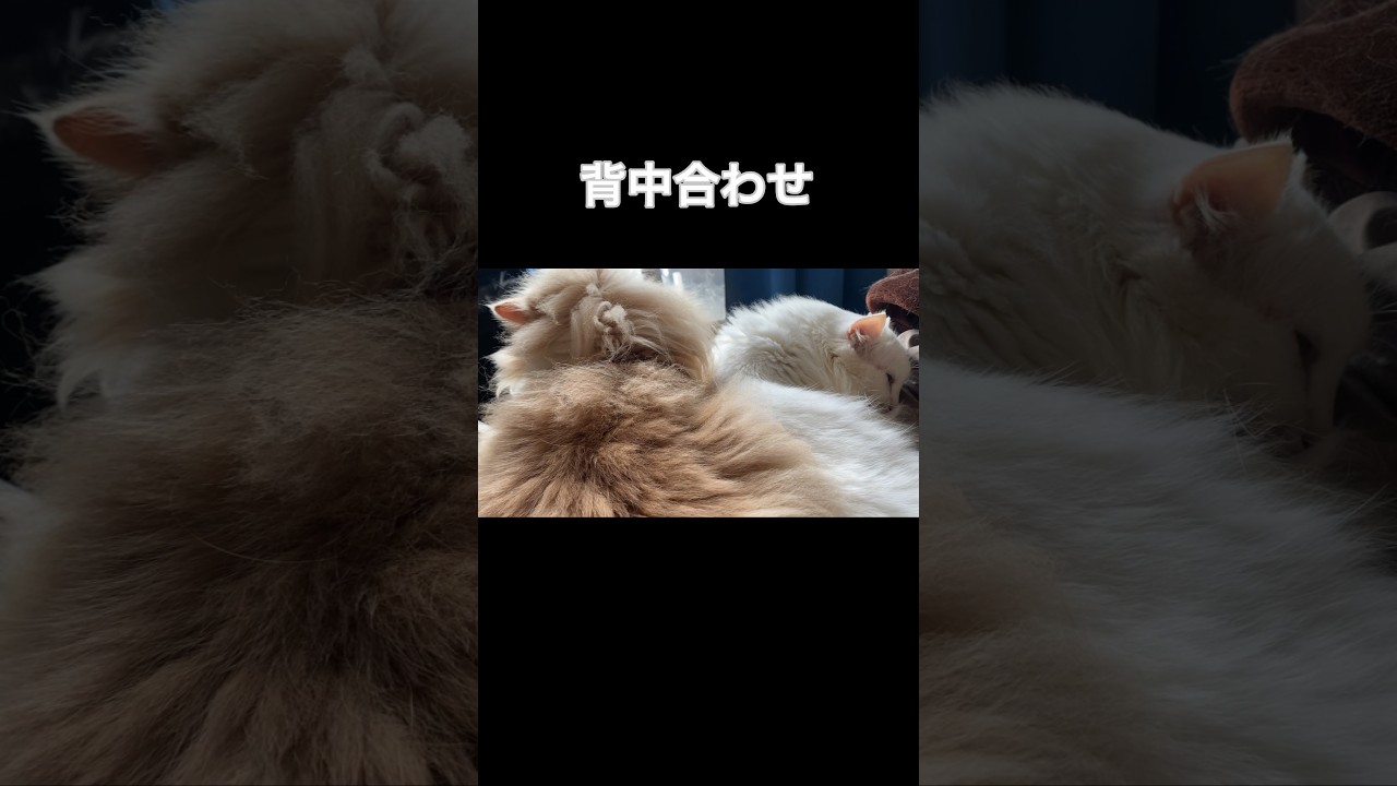 伸びて寝る猫たち#shorts #short #ノルウェージャンフォレストキャット #アメリカンカール