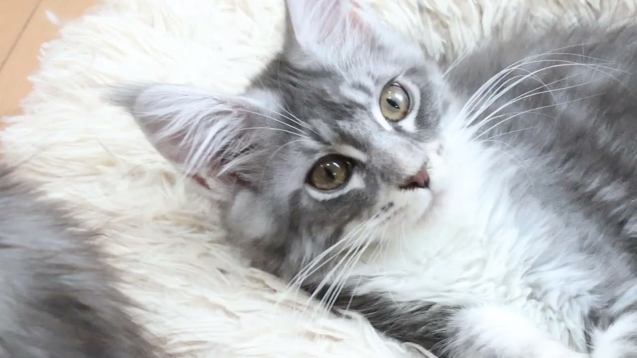 ブルーの素敵なメインクーン子猫マリアちゃん