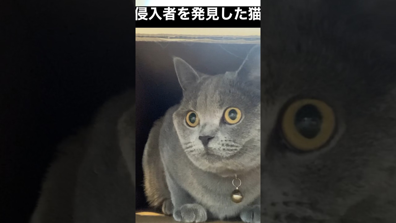 【ブリティッシュショートヘア】私のテリトリーは死守です！【パルプフィクション】#shorts #ブリティッシュショートヘア #cat #catvideos