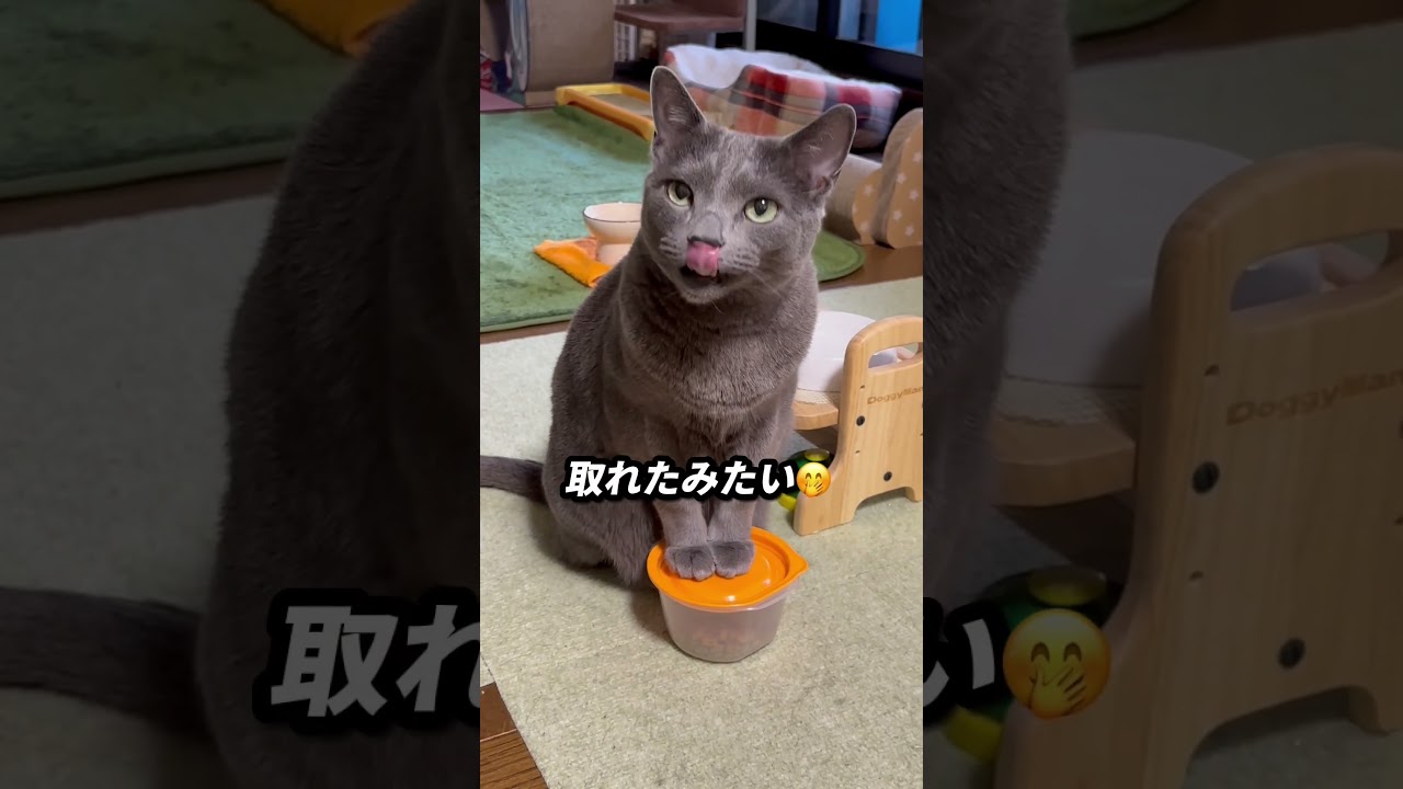 【ロシアンブルー】今朝のめろんはこんな感じ🤭元気です😊【猫】#shorts