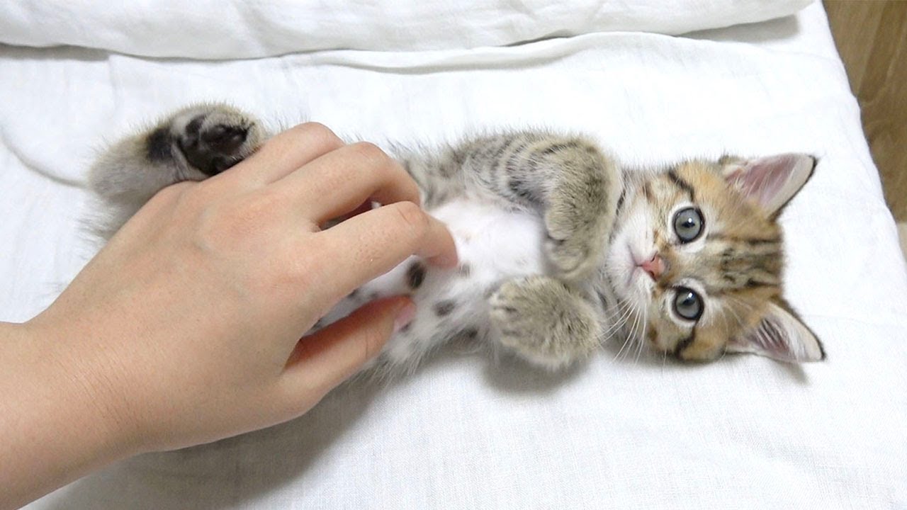 家にきて１時間後にはへそ天して甘えちゃう子猫！
