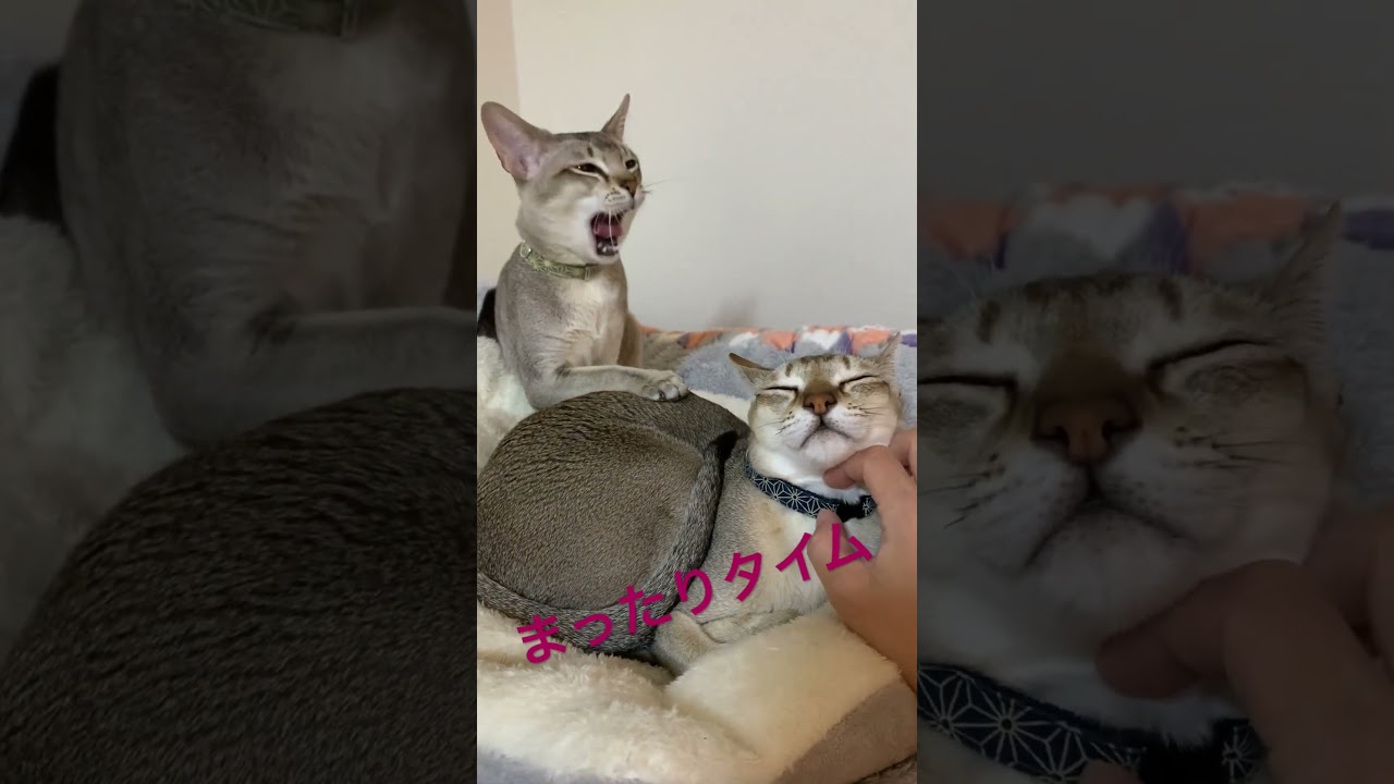 まったりタイム #シンガプーラ