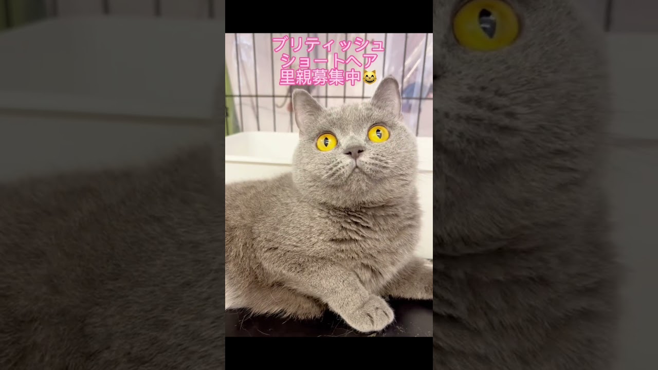 #里親募集中子猫アゴはネコ #ブリティッシュショートヘア  #可愛い猫 #里親募集中