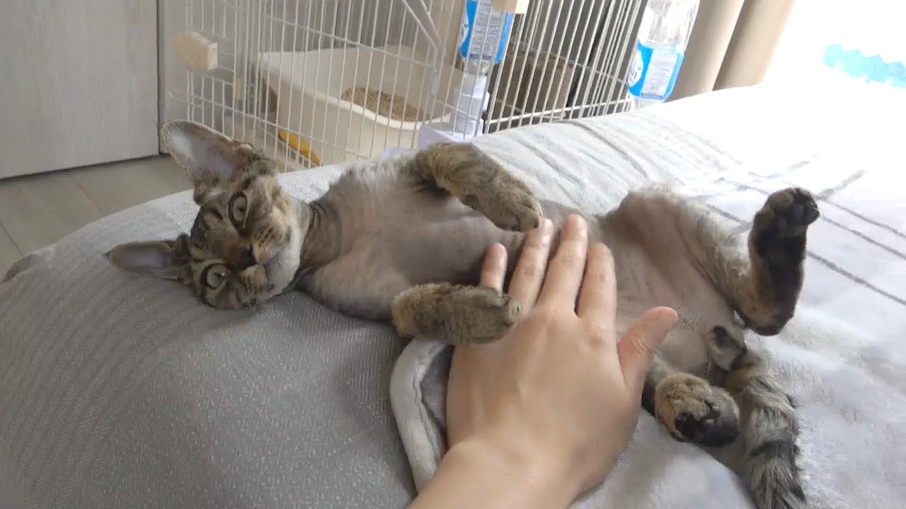甘えん坊のデボンレックス子猫です(Devon Rex Kitten is so cute)