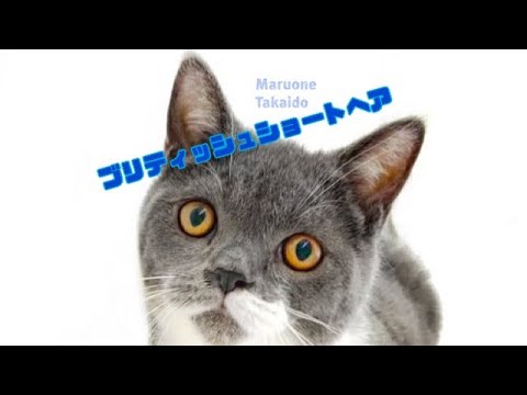 【ブリティッシュショートヘアー】ようこそ高井戸店へ