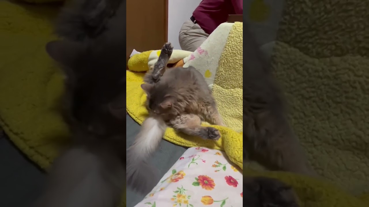 綺麗好き　寝落ち猫