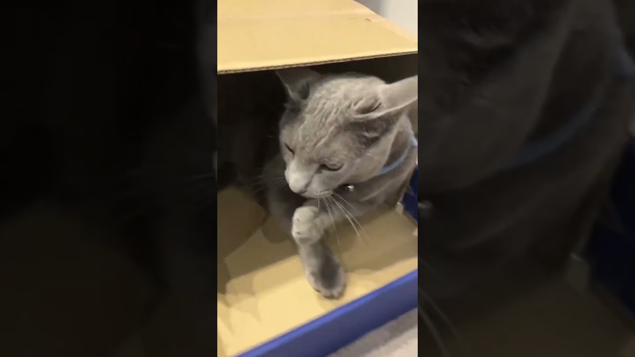 新しいお家に引越し🏠#shorts #cat #ねこ #ロシアンブルー #russianblue