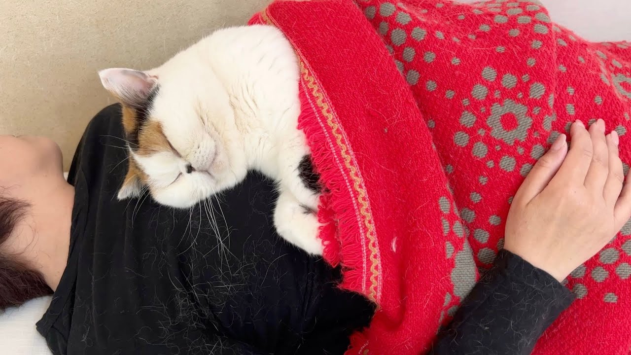 病院から帰った途端、全力で母に甘える猫