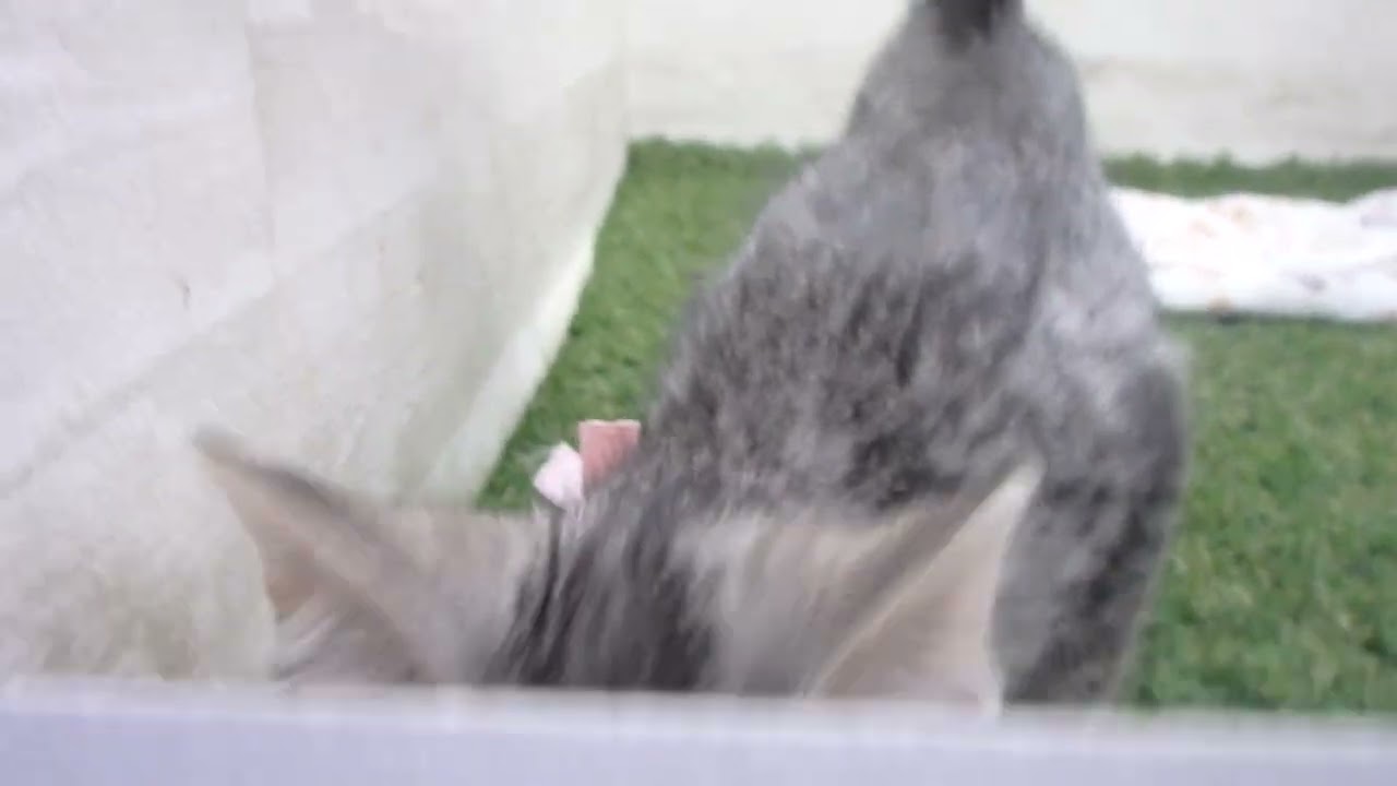 Coo&RIKU　No00629360 エジプシャンマウ