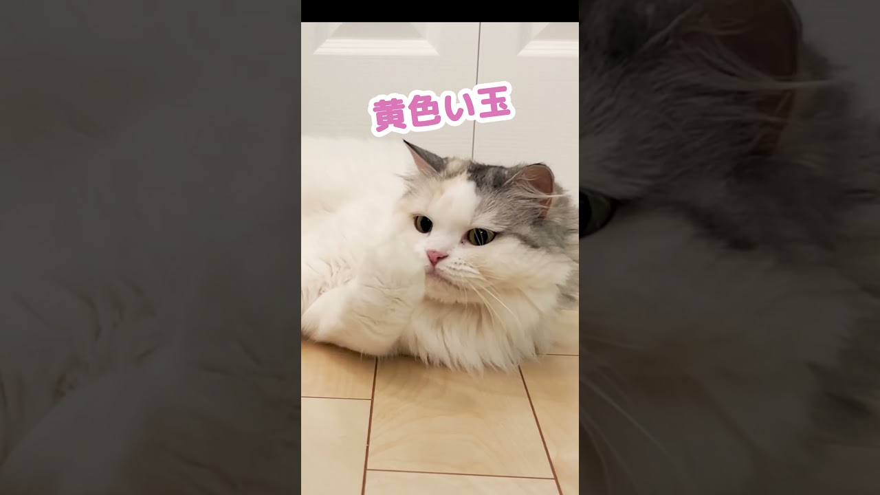 全然遊ばれへんやん… #shorts