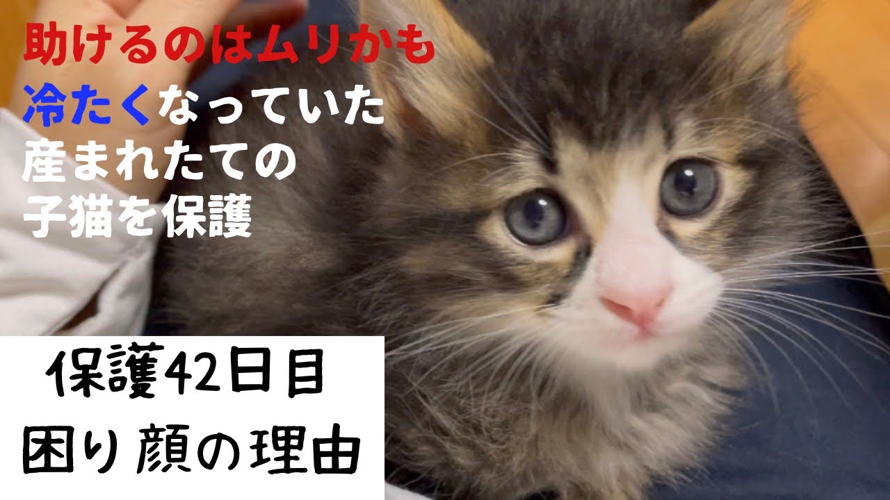 冷たくなっていた子猫の保護、42日目