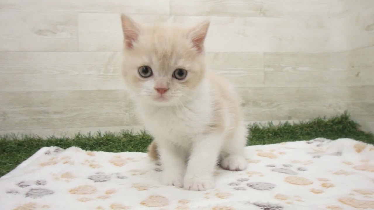 ペットショップcoo&riku No.00628787 ブリティッシュショートヘアー