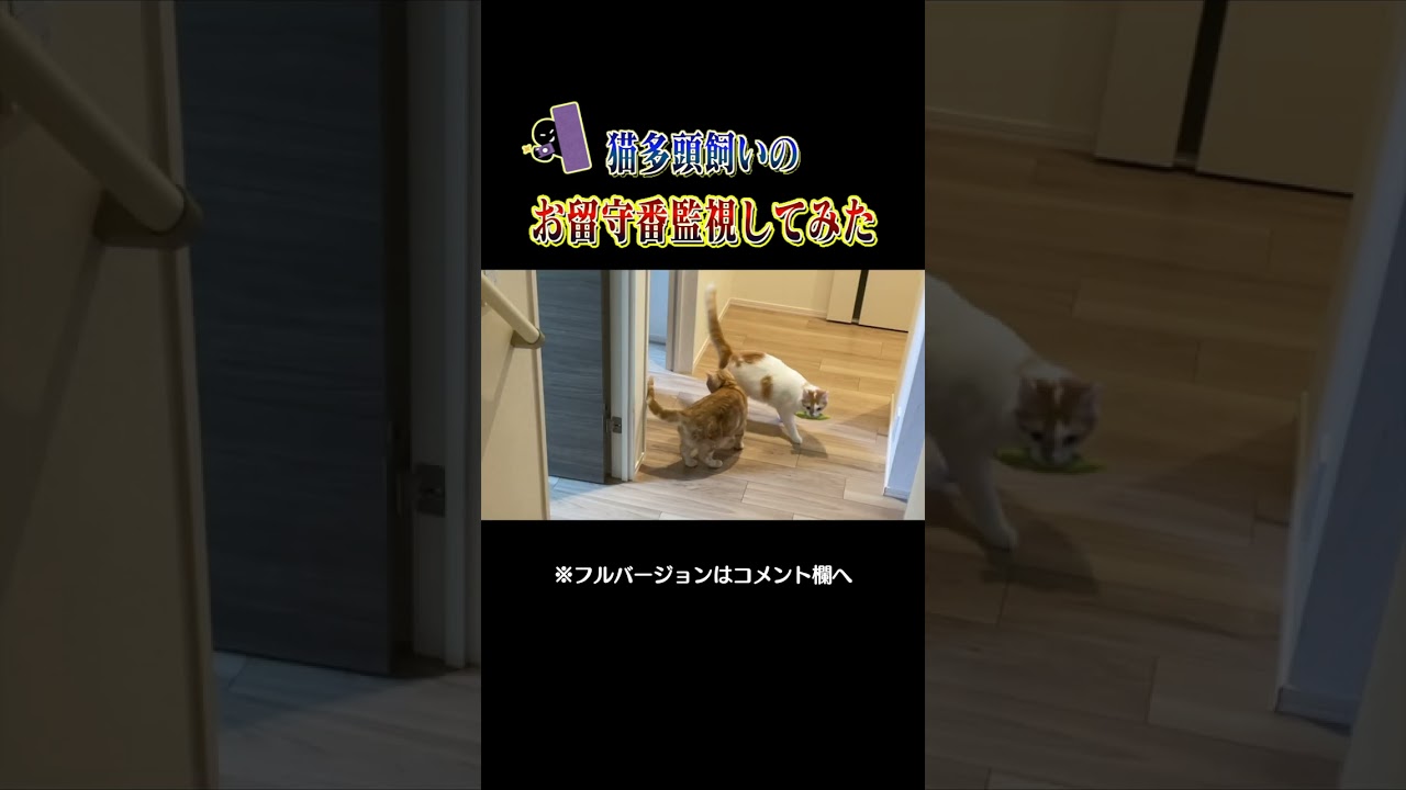 猫たちのお留守番監視してみた結果...。　#shorts