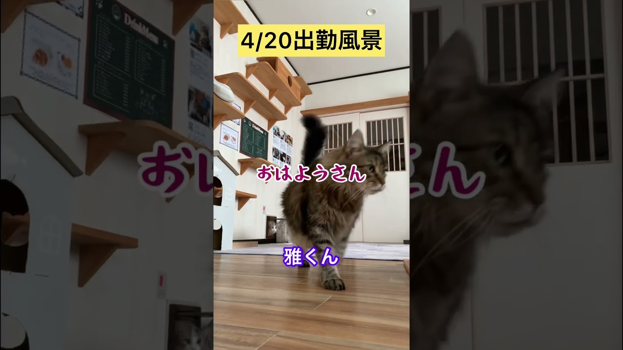 4/20出勤風景【メインクーン】 #メインクーン #猫カフェ #猫動画 #猫動画おもしろい #cat