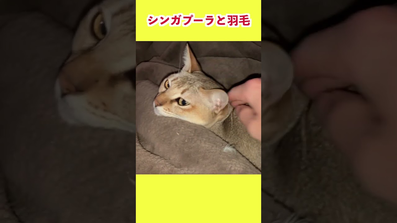 シンガプーラと羽毛 #shorts