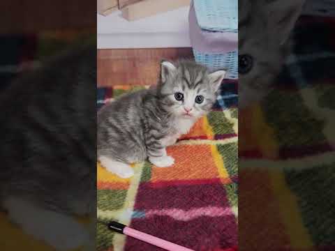 サイベリアン 可愛いブルータビー&ホワイトの女の子。