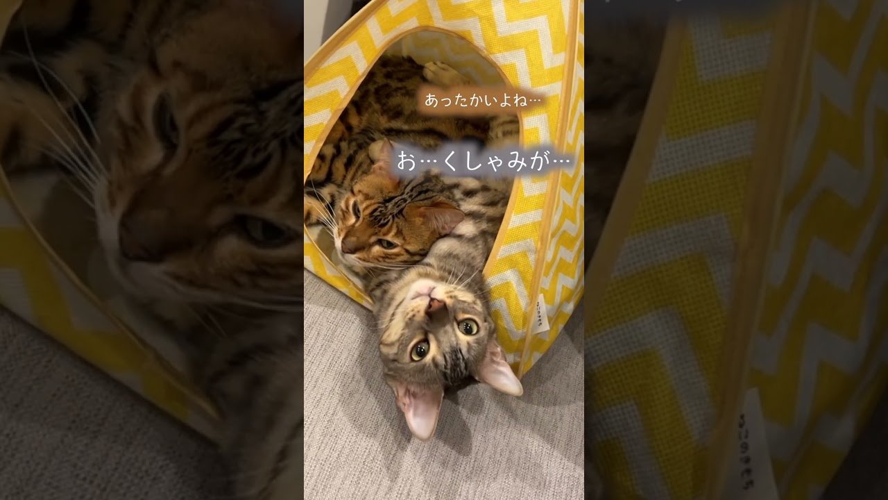 仲良く抱き合って寝るネコ達　#ベンガル #ルトロゼ #猫