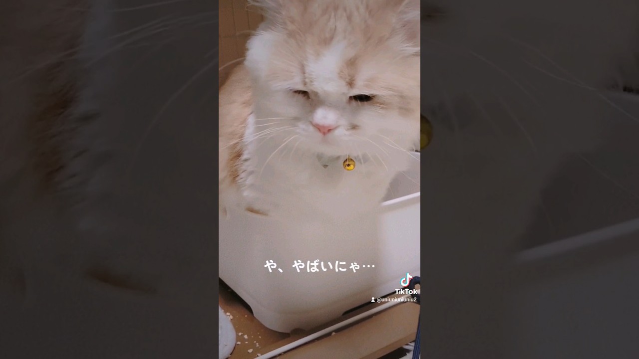 【子猫】ギリギリまでこだわりたい猫 #ラガマフィン #猫動画 #cat